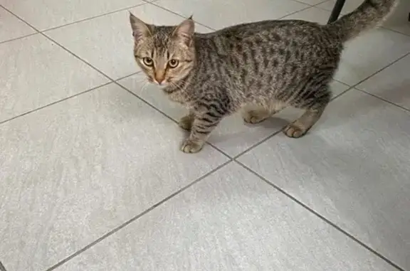 Найдена кошка, Березники, фото: Котенок найден на Сарычева 1, Березники