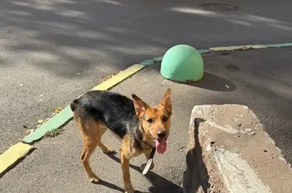 Найдена собака, Казань, фото: Собака найдена в Казани, Гривки 10