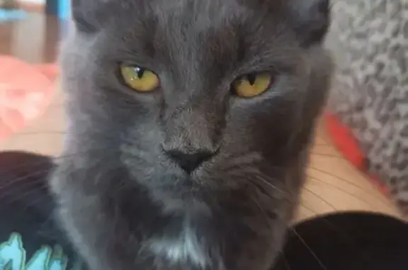 Кошки потеряшки, Тюмень, фото: Потеряшка кошка на Олимпийской, 4, Тюмень