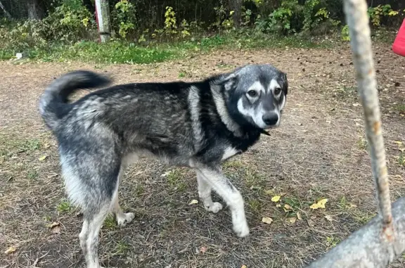 Найдена собака, Элита, фото: Собака найдена: Зелёная ул., 67, Элита