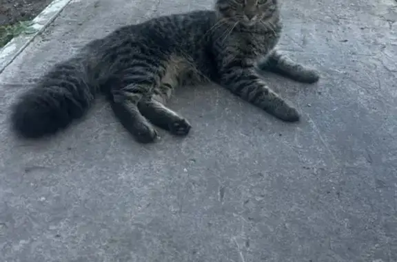 Пропала кошка, Советская 75, Самара