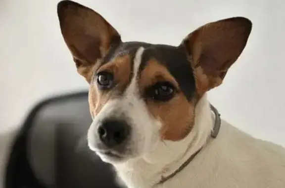 Собаки потеряшки, , фото: Потеряшка собака, Советская 72, Полетаево II