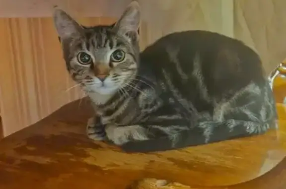 Найдена кошка, ул. Тельмана 68А, Брянск