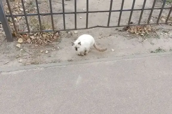 Найдена белая кошка, ул. Хользунова, 78
