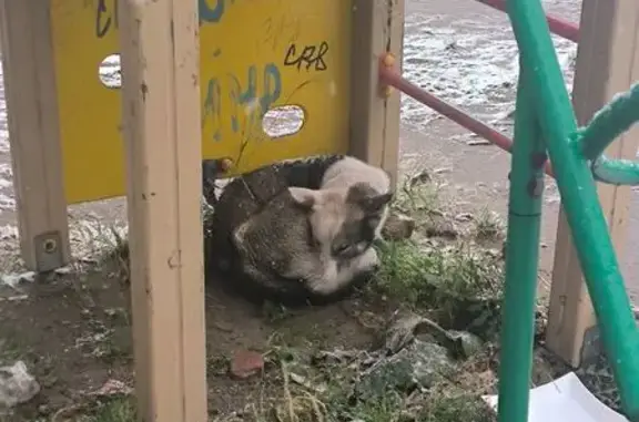 Найдена собака, ул. Ивана Черных, 65