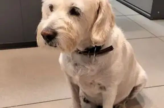 Собака ждет хозяйку, Красноармейская, Ростов