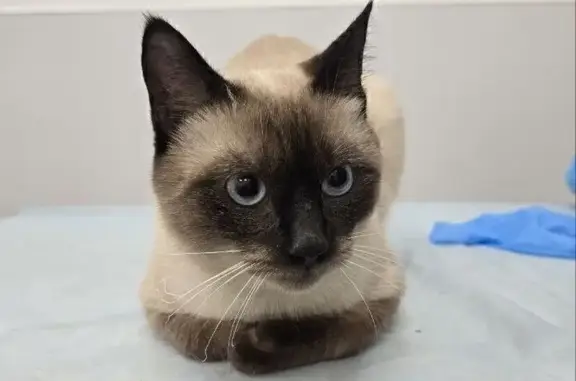 Кошки потеряшки, Москва, фото: Потеряшка кошка, 1-я Аэропортовская, Москва