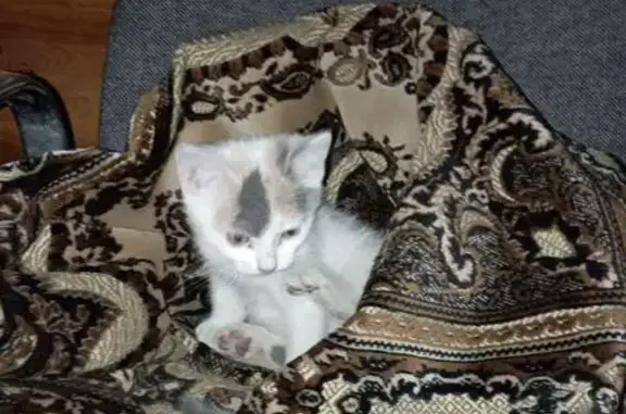 Объявления о пропавших и найденных животных, Донской, фото: Трехцветная кошка найдена на Вахрушева, 13