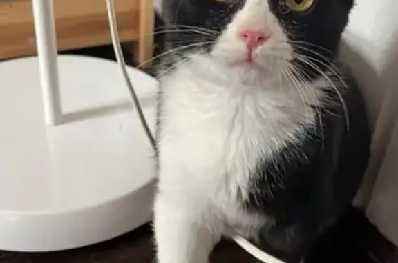 Пропал котенок, Жданова 10, Химки