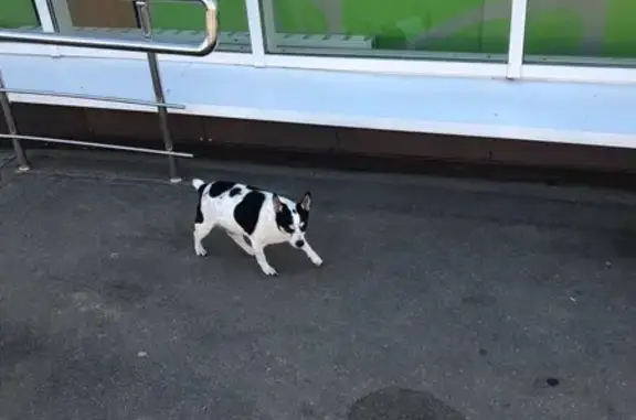 Собака у Пятерочки, Гражданская ул., Чебоксары