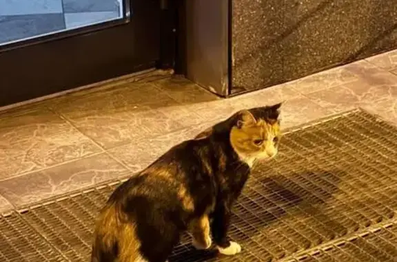 Кошка найдена у офиса: ул. 8 Марта, 14