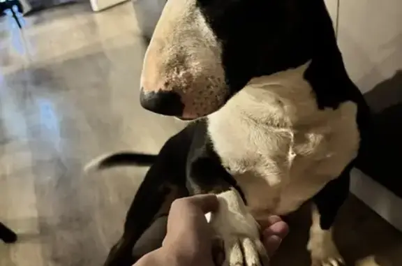 Пропала собака, Красная Долина 41К-092