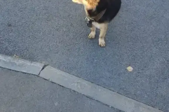 Найдена собака, Казань, фото: Собака найдена у Мегастроя на Проспекте Победы