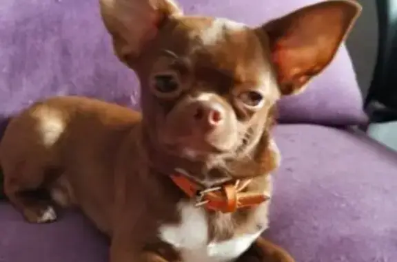 Пропала собака, ул. Захарова, Пенза