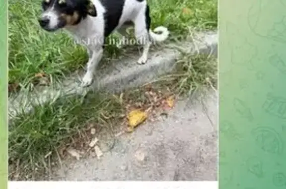 Найдена собака, Ставрополь, фото: Собака найдена у ЖК Олимпийский, Ставрополь