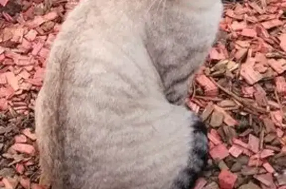 Пропала кошка, Подольск, Ватутина 11