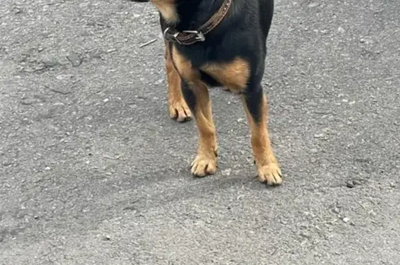 Найдена собака, Белгородская область, фото: Собака найдена в Белгороде, Белгородская обл.