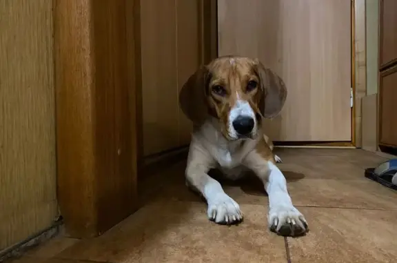 Пропала собака в Любани, Ленобласть