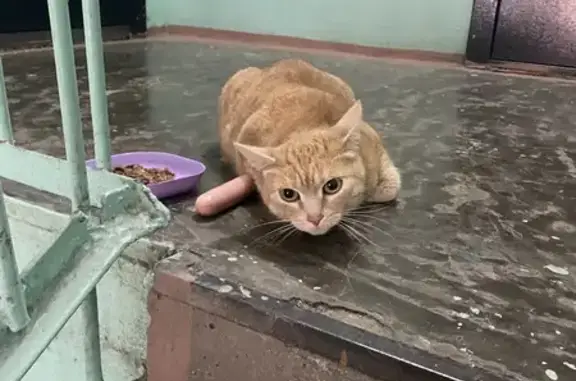 Найдена кошка, Кемерово, фото: Рыжий кот найден в подъезде, Сибиряков-Гвардейцев 12