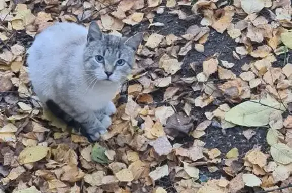 Найдена кошка, Сыктывкар, фото: Кошка найдена у окна, Морозова 8, Сыктывкар