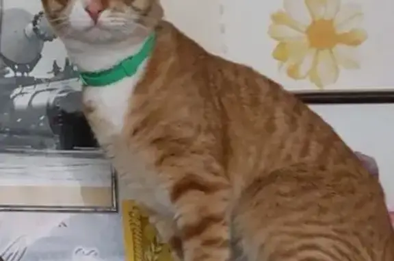 Пропала кошка, Московская обл.