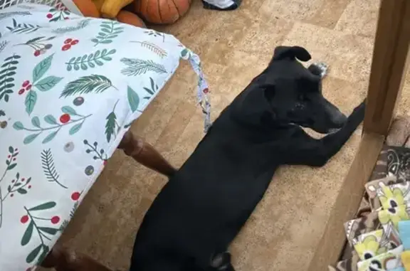 Найдена собака, Новосибирск, фото: Найдена собака, пр. Карла Маркса, Новосибирск