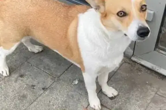 Найдена собака, Москва, фото: Собака найдена: Садовая-Триумфальная 22/31