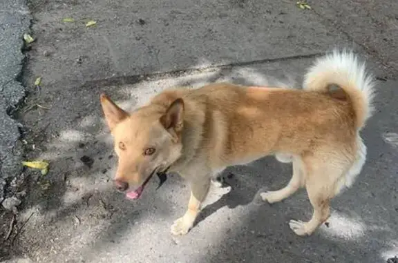 Собака найдена: Одесская ул., 12, Симферополь