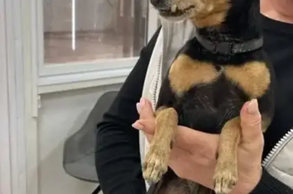 Найдена собака, Иркутск, фото: Собака найдена: ул. О. Кошевого, 61, Иркутск