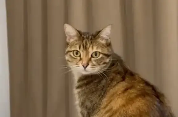 Кошки потеряшки, Оренбург, фото: Потеряшка кошка, Транспортная ул., Оренбург