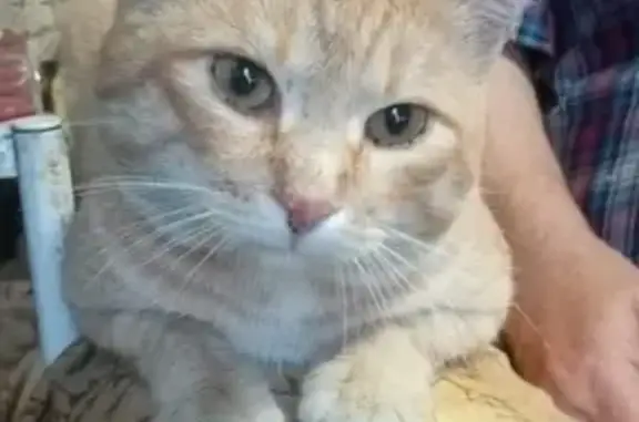 Кошки потеряшки, Кемерово, фото: Потеряшка кошка, Лесная ул., Кемерово