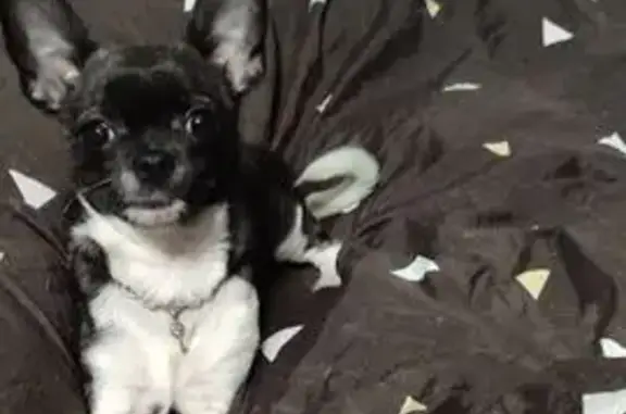 Собаки потеряшки, Красная Пойма, фото: Потеряшка собака, Школьная 17А, Кр. Пойма