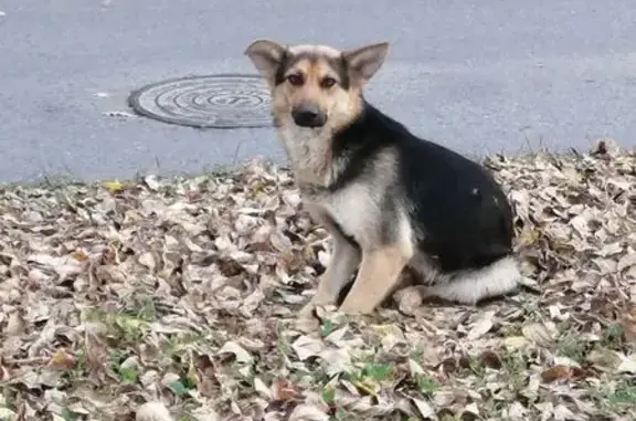 Найдена собака, Абакан, фото: Собака найдена на пр. Ленина, 30, Абакан