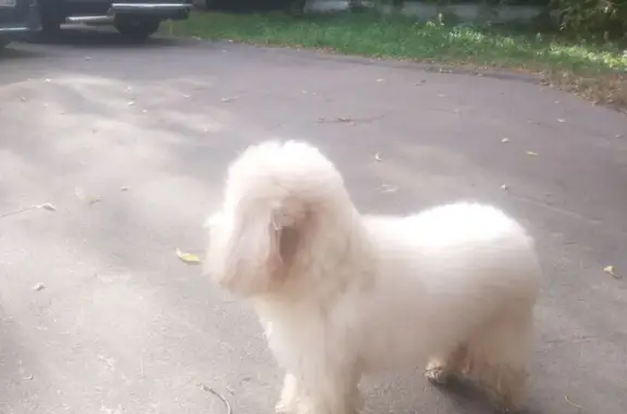 Найдена собака, Петровско-Разумовский 24к19с3