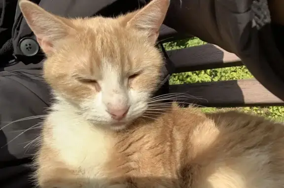 Найдена кошка, Санкт-Петербург, фото: Найдена кошка, ул. Костюшко, 11, СПб