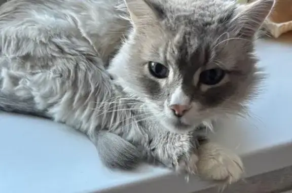 Кошки потеряшки, , фото: Потеряшка кот Блондин, Войнова Гора, ул. Старая