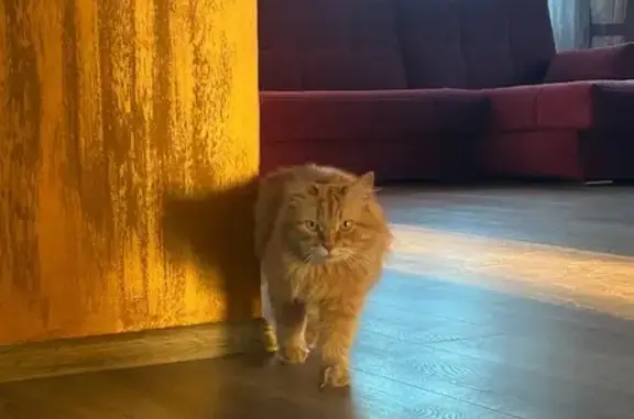 Кошки потеряшки, Краснослободск, фото: Потеряшка кот, Краснослободск, Волгоградская обл.