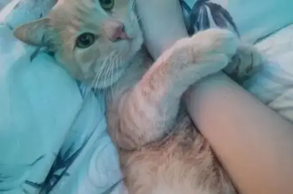 Кошки потеряшки, Родники, фото: Потеряшка рыжая кошка, Шагова 6, Родники