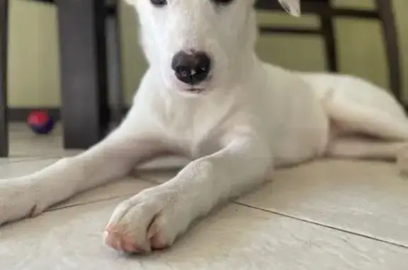 Найдена белая собака: ул. Меркулова, 8