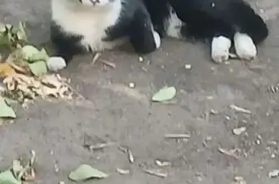 Кошки потеряшки, Оренбург, фото: Потеряшка кот Мурзик, Пролетарская 273/2