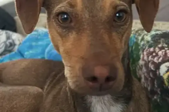 Пропала собака на ул. Партизанская, Миллерово