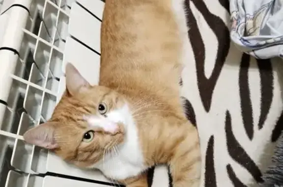 Пропала кошка, б-р Финютина, 30, Самара