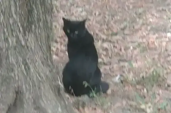 Кошка найдена, Загородное шоссе, 7 к1