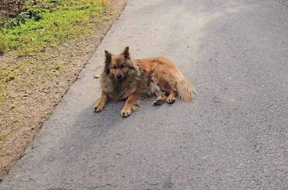 Найдена собака, Химки, фото: Собака найдена: Папанинский пер., 8, Химки