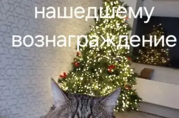 Кошки потеряшки, Липецк, фото: Потеряшка кошка в снт Весна, Липецк