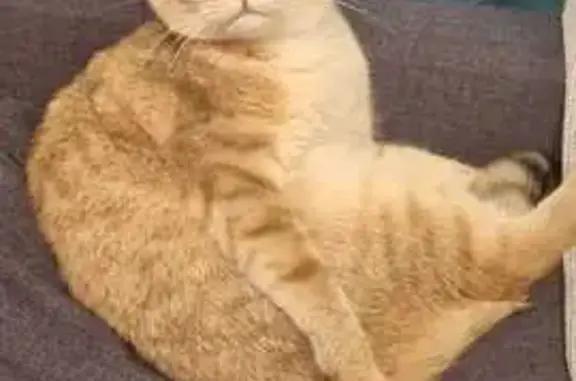 Потерянные животные Москва, фото: Пропала рыжая кошка, Москва, 23.08.25