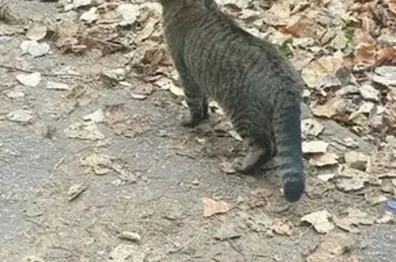 Найдена кошка, Пермь, фото: Кошка найдена на Ветлужской улице, Пермь