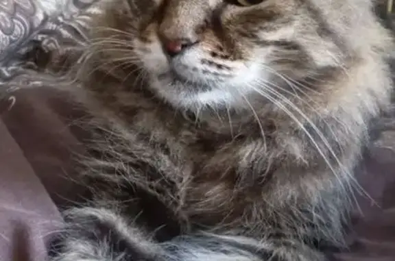 Кошки потеряшки, , фото: Потеряшка кот Пушок, Набережная, Новотроицкий