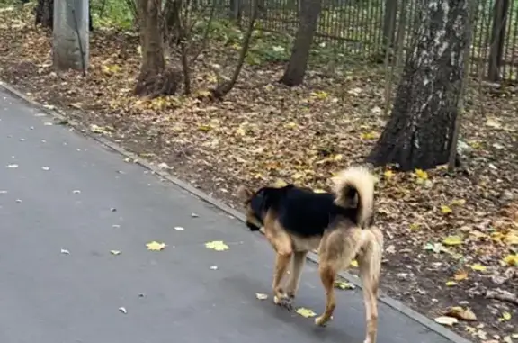 Метис найден на Богатырском Мосту, Москва