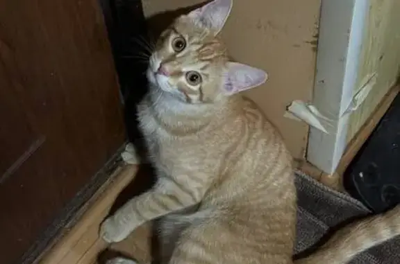 Пропал рыжий кот на пер. Красногорка, 4